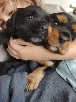Cavalier king charles - cocker spaniel Welpen 