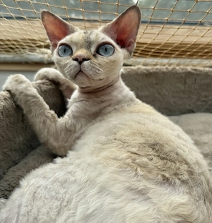 Devon Rex Katze