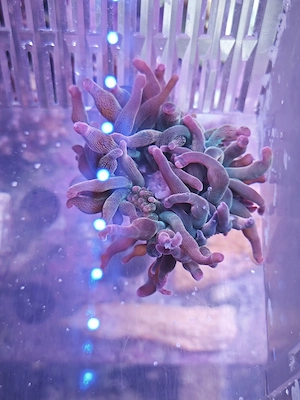 Kupferanemone Entacmaea quadricolor sunburst Meerwasser Korallen 