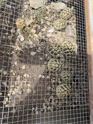 Griechische Landschildkröte 3 jahre alt 