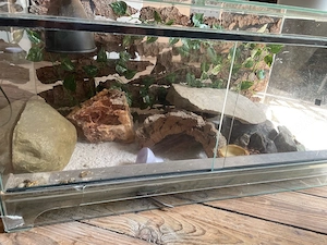 Leopard Gecko, weiblich mit Terrarium und Zubehör