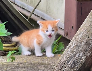 Kater ca. 10 Wochen alt siehe Bild