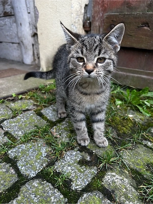 Kleiner Kater geb.23.05.2026