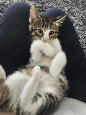 Katzenbabys Hauskatze 
