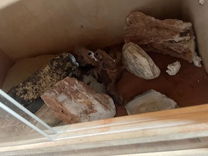 Leopard Gecko, männlich mit Terrarium und Zubehör
