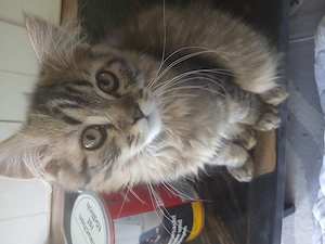 Kater 4 monate in gute hände abzugeben