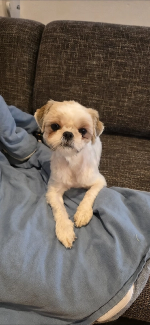 Shih-Tzu-Hündin
