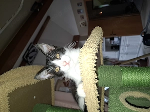 Katzenkinder kater katze 