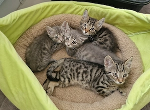 Kätzchen babys