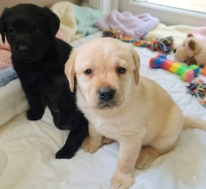 Traumhafte Labrador Welpen in gelb und schwarz.