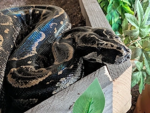 1.1. Boa Constrictor Longicauda