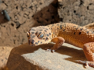 0.2 E. macularius Leopardgecko Inferno und Sunglow (Hypo+Albino) Adult 11.10. Hockenheim 
