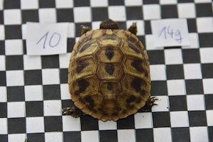 Griechische Landschildkröten von privat abzugeben.