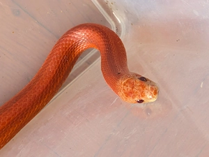 2.0 Kornnatter Pied Sided Low Pied