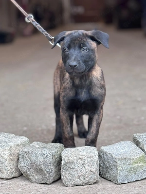 X-Herder Malinois Welpen 