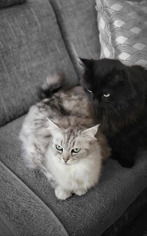Perserkatzen, Geschwisterpaar