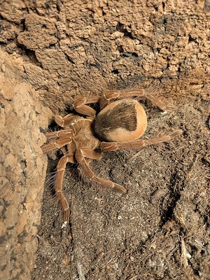 0.1 Theraphosa Stirmi subadult