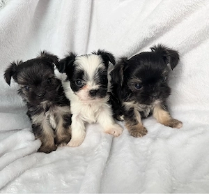 Chihuahua x Yorkshire Terrier Mix