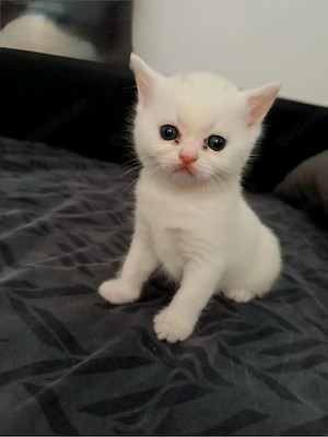 kartäuser kitten 
