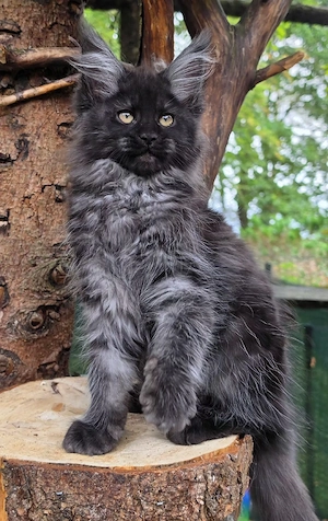 Maine Coon Mädchen mit Stammbaum 