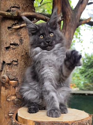 Maine Coon Mädchen mit Stammbaum 
