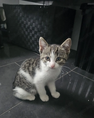 babykätzhen Hauskatze 