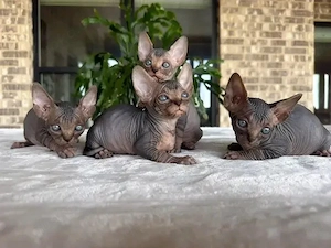 Sphynx-Kätzchen   Sofort abgabebereit