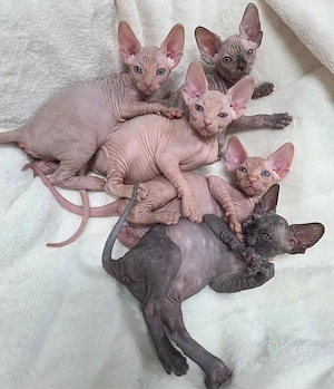Sphynx-Kätzchen   Männchen & Weibchen verfügbar   12 Wochen alt
