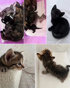Süße Katzenbabys suchen liebevolles Zuhause