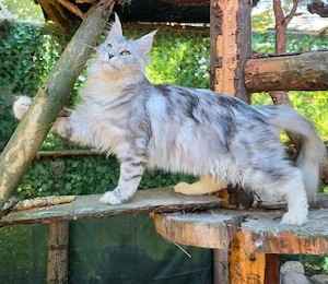 Maine Coon Dame mit Stammbaum 