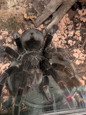 0.1 Pamphobeteus sp. Machala subadult Adult