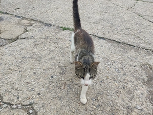 verkaufe Katze