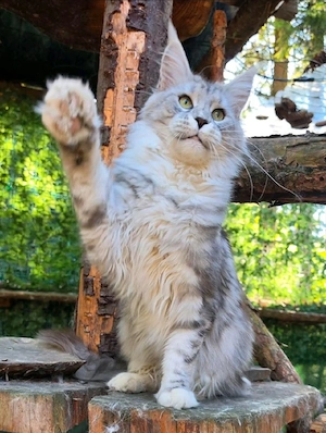 Maine Coon Dame mit Stammbaum 