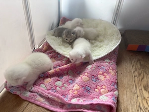 BKH Kitten - Blutgetestete Elterntiere