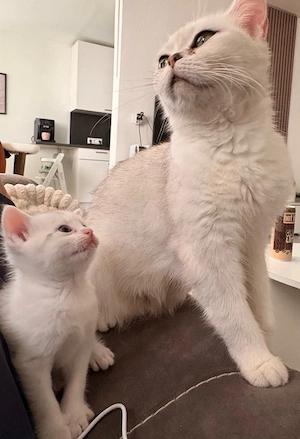 BKH Kitten suchen ihre zukunft familie 