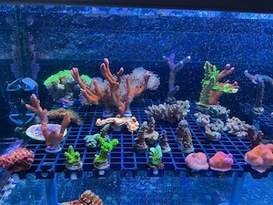 Korallenableger aus unserem eigenem Aquarium