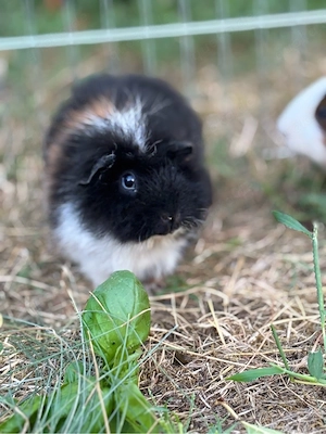 Meerschweinchen Weibchen 