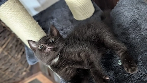 BKH Kitten Katzen 