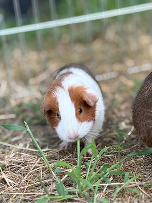 Meerschweinchen weibchen 