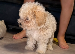 Maltipoo Rüde, 13 Wochen, sucht liebevolles Zuhause