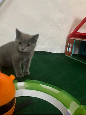BKH Kitte Reinrassig