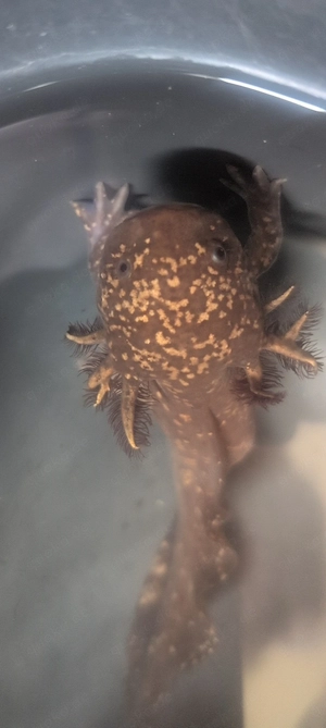 Axolotl besondere Farbe 15  euro pro Tier