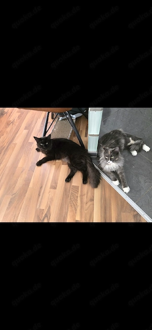 2 Main coons zu Verkaufen