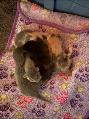 BKH Kitten - Blutgetestete Eltern