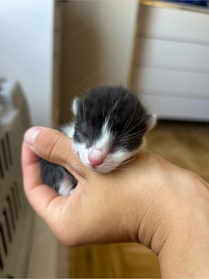 5 Kitten suchen ab Ende Oktober  anfang November ein neues zu Hause