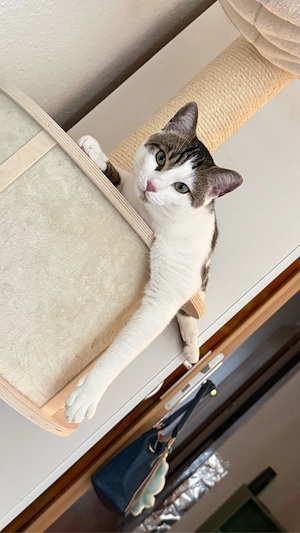 Kater sucht verzweifelt sein Heim