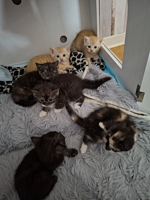 Bkh Mix Kitten