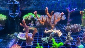Korallenableger, Astmontipora rot