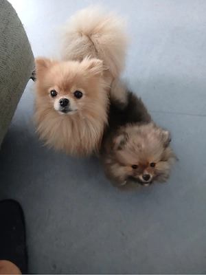 pomeranien mini zwergspitz