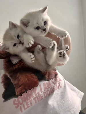 Wunderschöne reinrassige Bkh Kitten  Bild 2